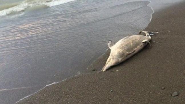 Стаття Из-за строительства моста в Керчи в море массово гибнут дельфины Ранкове місто. Донбас