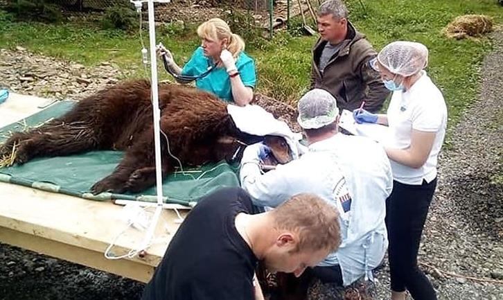 Стаття Йде на одужання: врятованій із покровського «зоопарку смерті» медведиці зробили операцію. Фото Ранкове місто. Донбас