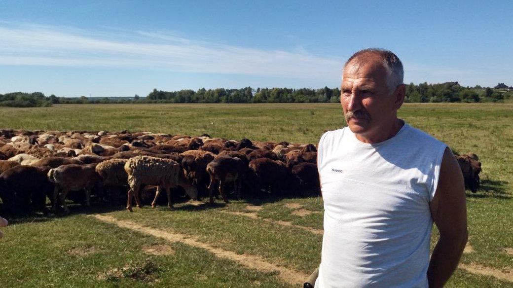 Стаття Вівчар перегнав стадо овець з Донбасу на Волинь і врятував тварин Ранкове місто. Донбас