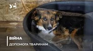 Стаття Притулок «Мішаня»: як в Херсоні рятують покинутих та поранених тварин (фото) Ранкове місто. Донбас