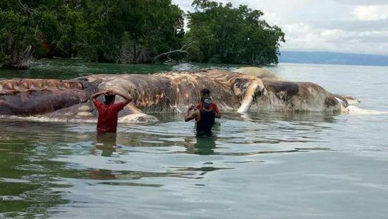 Стаття В Индонезии обнаружили загадочное существо, весом 35 тонн (фото) Ранкове місто. Донбас