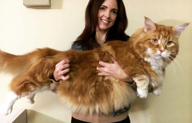 Стаття Самый длинный кот в мире — 1,2 м Утренний город. Донецьк