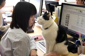 Статья В Японии разрешили сотрудникам приносить на работу своих кошек Утренний город. Донецк
