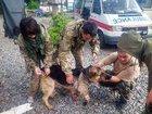 Стаття Во время обстрела в Донецкой области собака спасла двух украинских бойцов, прикрыв их собой! ФОТО Ранкове місто. Донбас