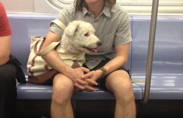 Стаття В метро Нью-Йорка собак можно перевозить только в сумке – получается весело Ранкове місто. Донбас