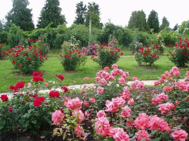 Стаття Национальное достояние Украины расцвело в одном из крупнейших ботанических садов Европы Ранкове місто. Донбас
