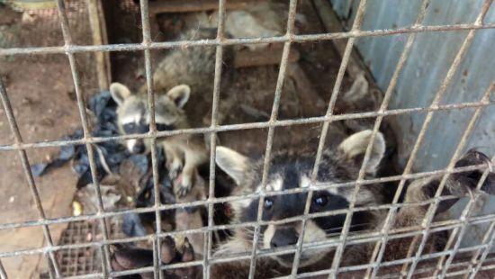 Стаття В России на одной из свалок найден брошенный зоопарк с медведями, енотами и оленями (фото) Ранкове місто. Донбас