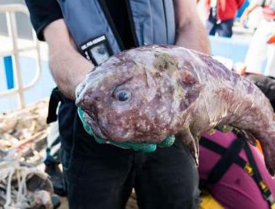 Стаття Страшные существа, обитающие в водах Австралии. Фото Ранкове місто. Донбас