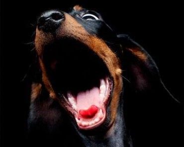 Стаття Ну, слава Богу - одобрили: «власти» Крыма разрешили собакам лаять по ночам Ранкове місто. Донбас