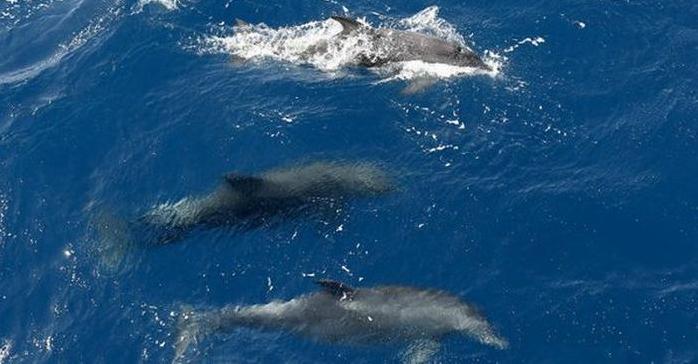 Стаття Черное море может остаться без рыбы: в Крыму массово гибнут дельфины Ранкове місто. Донбас