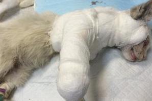 Стаття Отважный котенок, отбившийся от собаки, продолжает отчаянно бороться за жизнь! Ранкове місто. Донбас