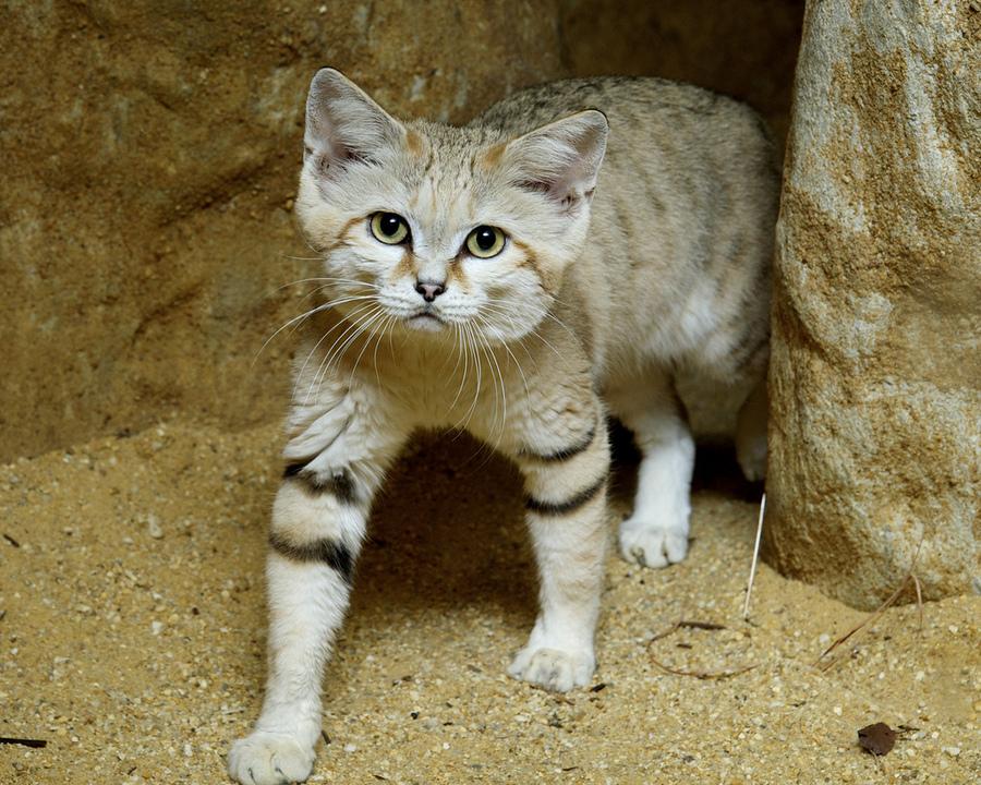 Стаття 10 редких диких котов, о которых мало кто слышал Ранкове місто. Донбас