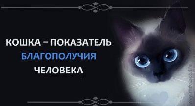 Стаття Кошка - показатель хорошей кармы человека Ранкове місто. Донбас