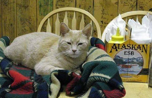 Стаття Аляска оплакала кота по кличке Стаббс: он мог стать президентом! Ранкове місто. Донбас