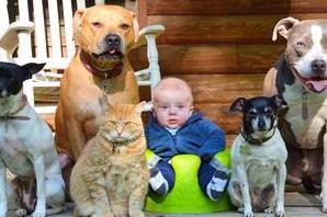 Стаття Всегда на страже: забавные фото малыша, которого нянчат четыре пса и кошка Ранкове місто. Донбас