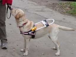 Стаття В Киеве отравили собаку-поводыря незрячего инвалида Ранкове місто. Донбас