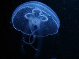 Стаття Соцсети позабавила «казнь медузами» у берегов Крыма (ФОТО) Ранкове місто. Донбас