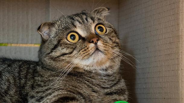 Стаття Мурчание кошек продлевает жизнь человека – ученые Ранкове місто. Донбас