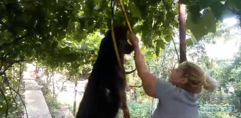 Стаття В Одессе задержали женщину, разместившую в сети видео с подвешиванием собаки Ранкове місто. Донбас
