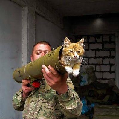 Статья За что украинские военные поставят памятники котам? Утренний город. Донецк