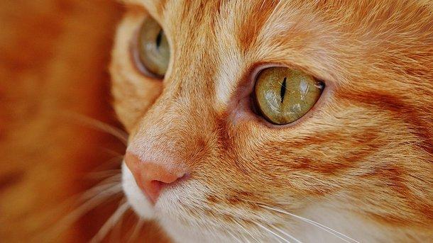 Стаття Почувствуйте себя котом: как и в каких цветах видят мир животные? Ранкове місто. Донбас