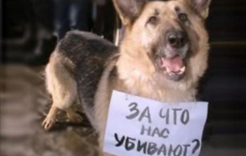 Стаття Как правило, животных убивают или калечат трусы по жизни Ранкове місто. Донбас