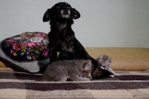 Стаття В Одессе собака стала мамой для двух котят Ранкове місто. Донбас