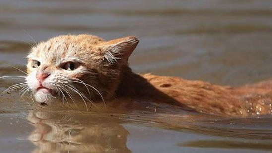 Стаття Разозленный ураганом кот восхитил соцсети (ФОТО) Ранкове місто. Донбас