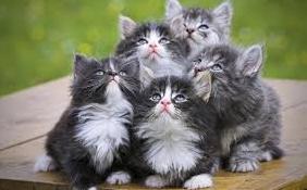 Стаття Самые крупные породы домашних кошек Ранкове місто. Донбас