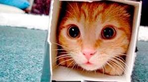 Стаття Ветеринары создают невероятные картонные домики для своего кота Ранкове місто. Донбас