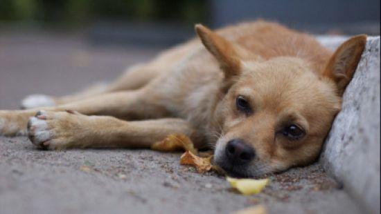 Стаття В России убили 200 собак ради прибыли Ранкове місто. Донбас