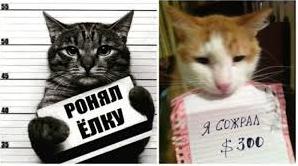 Стаття Жизнь по своим правилам: животные, которые умеют сохранять безразличие Ранкове місто. Донбас