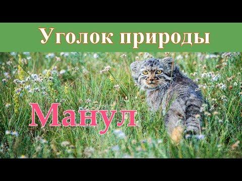 Стаття Манул — самый выразительный кот в мире Ранкове місто. Донбас