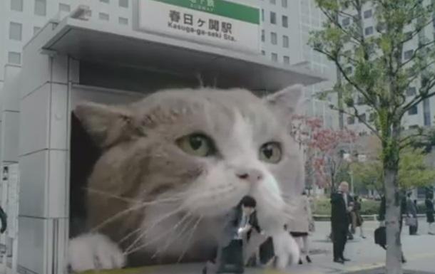 Стаття Фотографии бездомных котов Токио Утренний город. Донецьк
