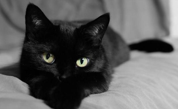 Стаття Приметы о черных кошках: все не так страшно как мы думаем? Ранкове місто. Донбас