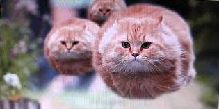 Статья 16 огромных и очень дружелюбных кошек Утренний город. Донецк