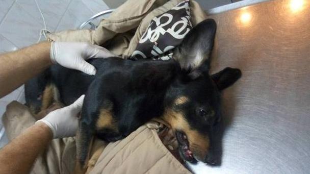 Стаття В Одессе пьяный владелец таксы выкинул собаку с седьмого этажа Ранкове місто. Донбас
