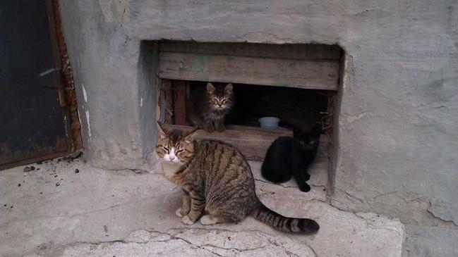 Стаття Зимой в Одессе позаботятся о бездомных котах Ранкове місто. Донбас