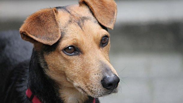 Стаття В Харькове за убийство собаки мужчина получил реальный тюремный срок Ранкове місто. Донбас