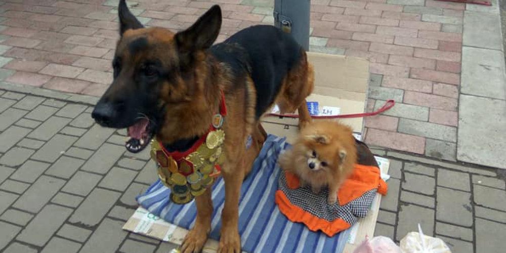 Стаття В Луганске собаки-чемпионы просят милостыню (ФОТО) Ранкове місто. Донбас