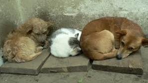 Статья В Краматорске выделят 7,65 млн. гривен на гуманную борьбу с численностью бездомных собак в городе Утренний город. Донецк