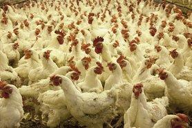 Стаття Антимонопольный комитет подозревает производителей куриного мяса в сговоре Ранкове місто. Донбас