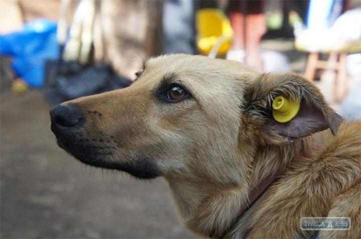 Стаття Евросоюз поможет отрегулировать численность беспризорных собак на юге Одесской области Ранкове місто. Донбас