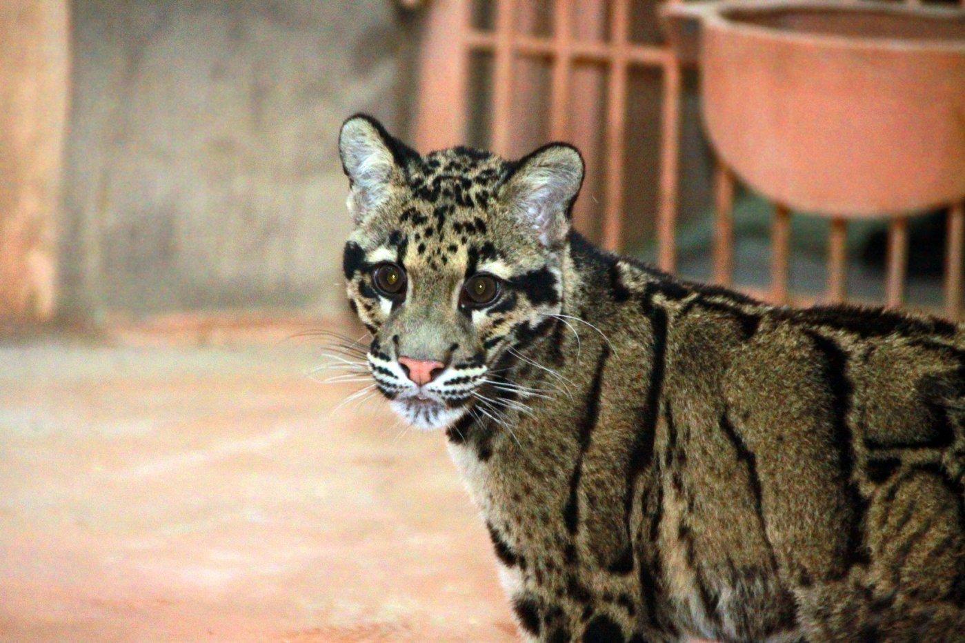 Стаття Зоопарк под Киевом приобрел очень редкую дикую кошку и ищет ей пару Ранкове місто. Донбас