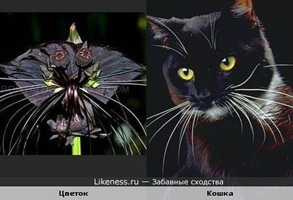 Стаття Экзотический цветок, мордочка кота кота или летучая мышь? (ФОТО) Ранкове місто. Донбас
