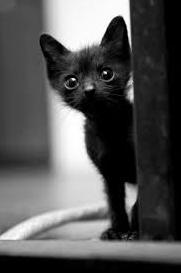 Стаття Сила искусства: в США после выхода фильма «Черная пантера» из приютов разобрали черных кошек Ранкове місто. Донбас