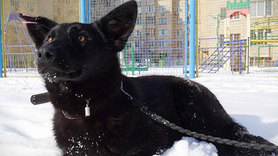 Стаття В Киеве ищут хозяев для храброй собаки! Ранкове місто. Донбас
