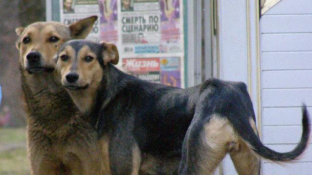 Стаття В Киеве появятся официальные опекуны бездомных животных Ранкове місто. Донбас