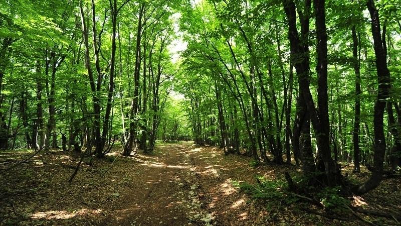 Стаття Не свое, не жалко: оккупанты «подарили» бизнесменам треть лесов в Севастополе Ранкове місто. Донбас