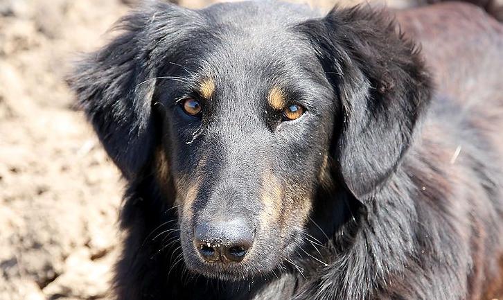 Стаття «Солдат Дик»: собака на передовой предупреждает бойцов АТО о предстоящих обстрелах, спасая их жизни Ранкове місто. Донбас